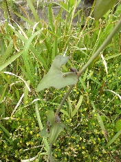 06近くの生息場所にはえている幼虫が食草とするウマノスズクサ.JPG